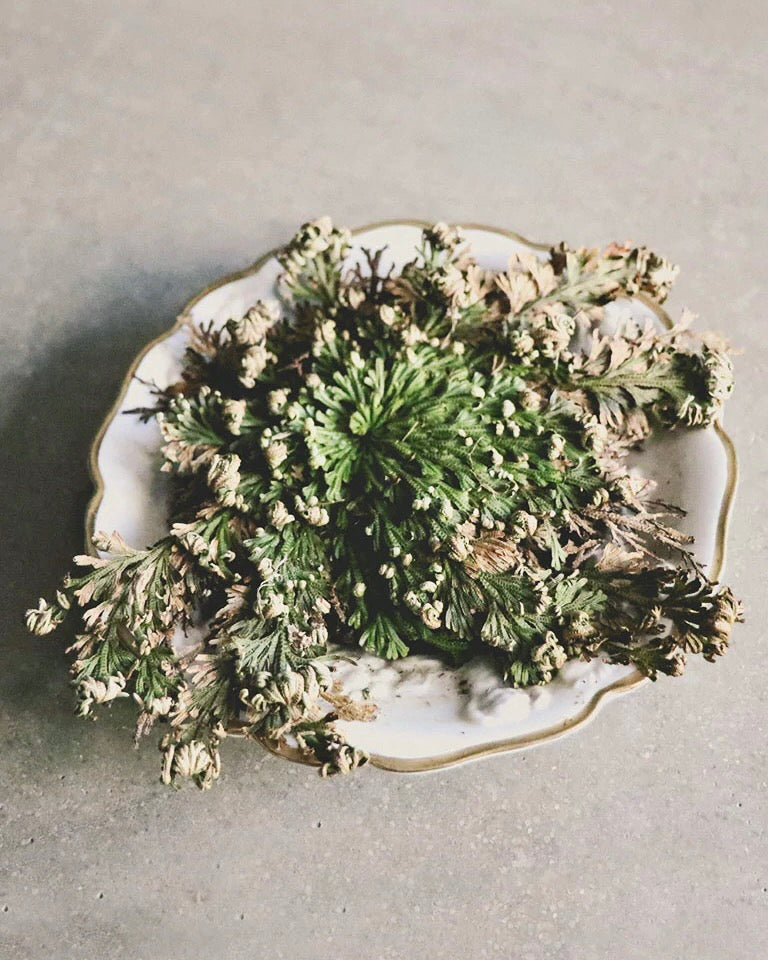 rose of jericho plant prayer Rose of Jericho