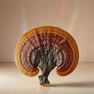 Sparkle Mushroom Honey