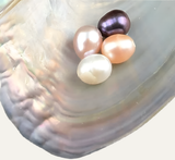 Pearl Oysters