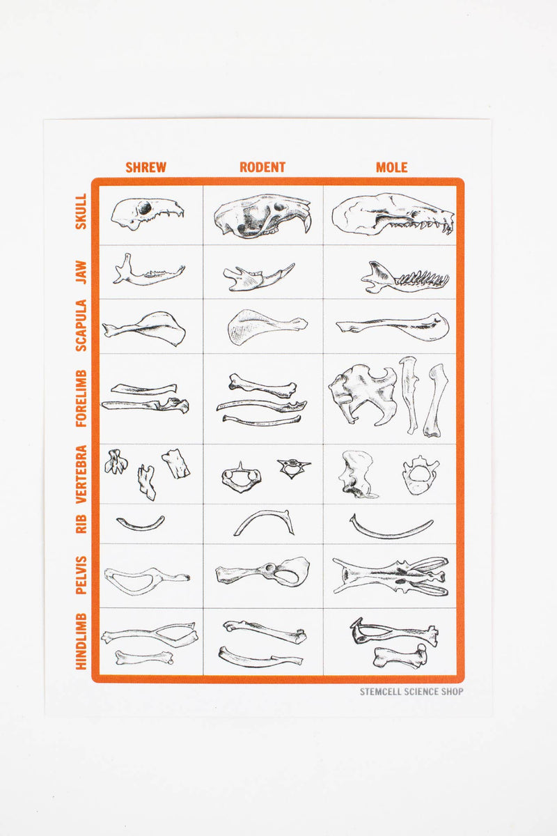 Owl Pellet Dissection Kit
