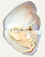 Pearl Oysters