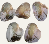 Pearl Oysters