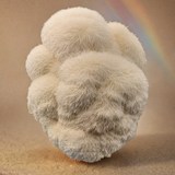 Sparkle Mushroom Honey