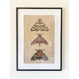 Three Moths Print