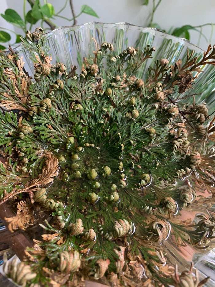 jericho plant prayer Rose of Jericho – Mountainside