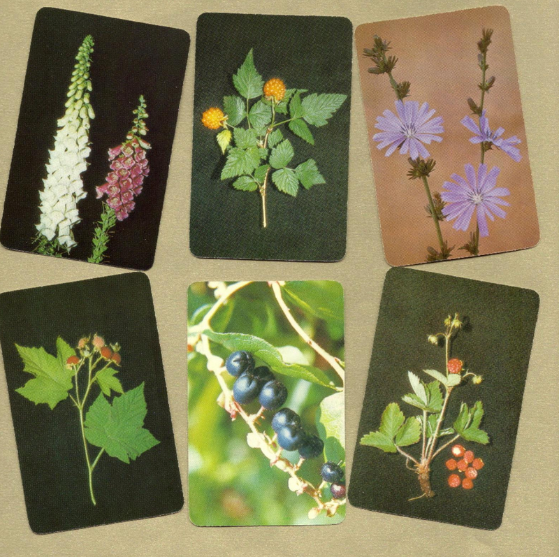 Edible and Poisonous Plants Cards