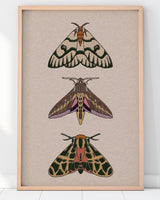 Three Moths Print