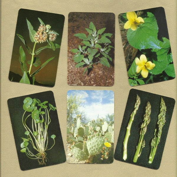 Edible and Poisonous Plants Cards