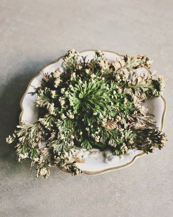 rose of jericho plant prayer Rose of Jericho – Mountainside