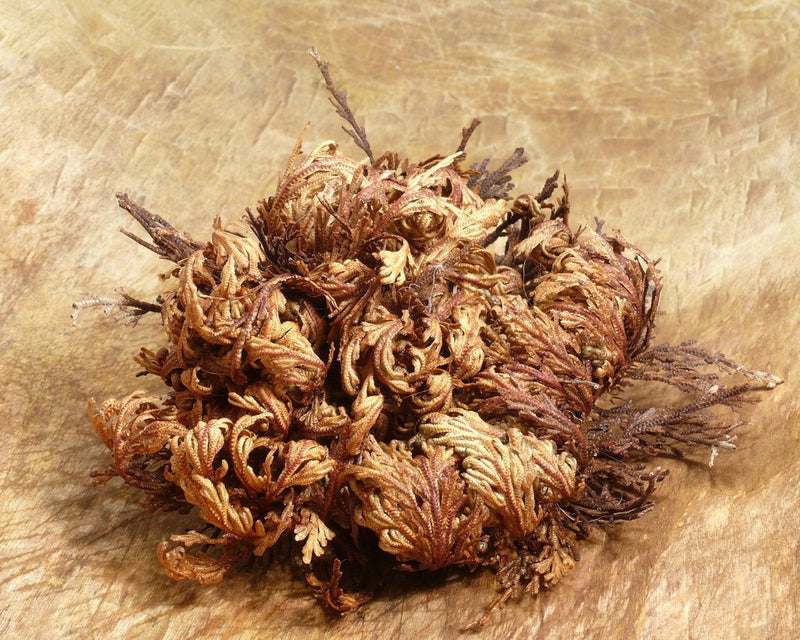 ROSE OF JERICHO  BACK TO LIFE IN 4 HOURS! 